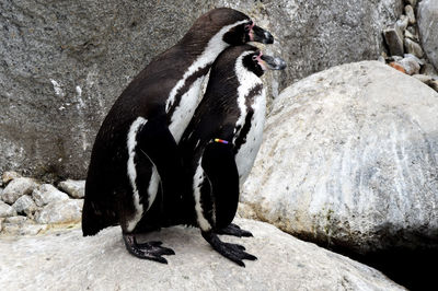 High angle view of penguins on rock in zoo