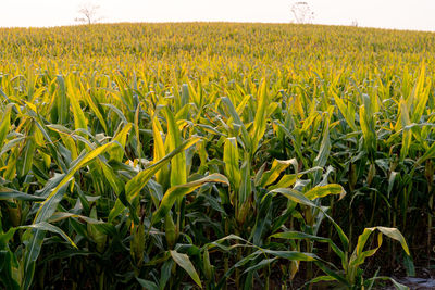 Crops growing on field