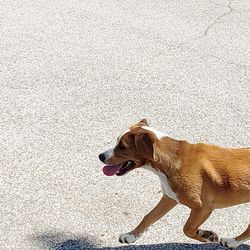 High angle view of a dog looking away