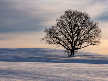 Bare tree on snow covered field against sky