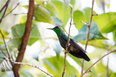 Bird perching on a branch