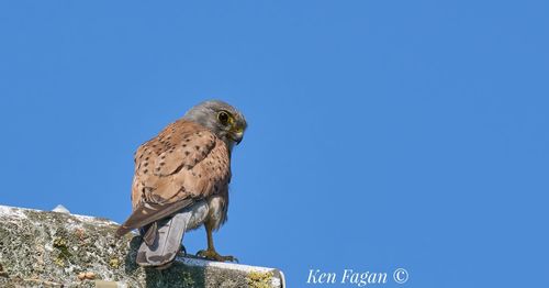 Low angle view of owl perching on clear blue sky