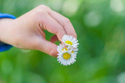 Close-up of hand holding flower against blurred background