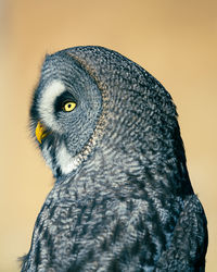 Bright closeup portrait of barn owl against smooth yellow/orange background