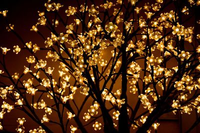 Low angle view of flowers on tree