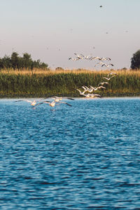 Birds flying over the lake