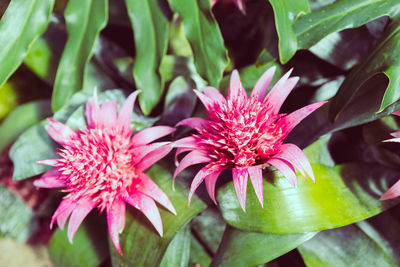 Close-up of pink flowers blooming outdoors