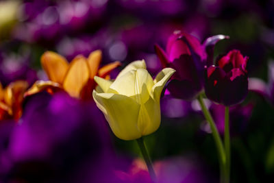 Close-up of yellow tulips