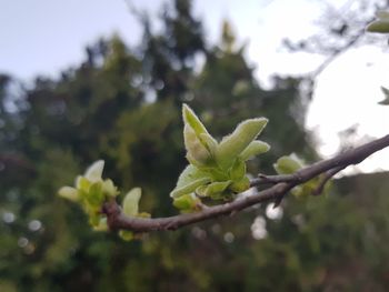 Close-up of green leaves on plant