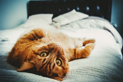 Close-up of cat lying on bed at home