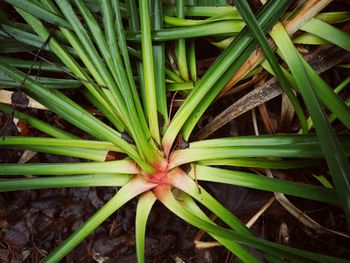 Close-up of fresh green plant