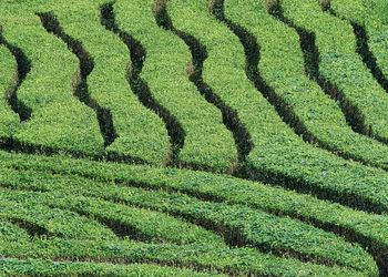 Tea plantation pattern plants