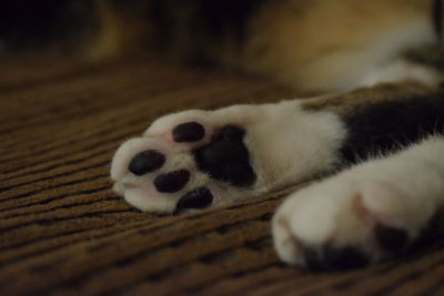 Close-up portrait of a dog at home