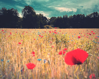 View of flowering plants on field against sky