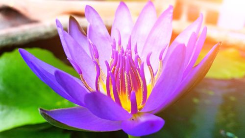 Close-up of lotus water lily