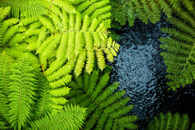 High angle view of fern leaves