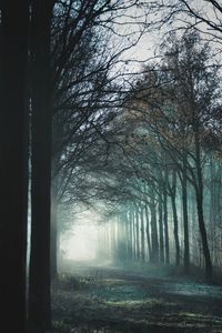 Trees in forest
