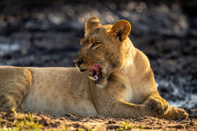 Close-up of young lion lying licking lips