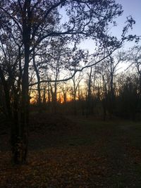 Trees in forest during sunset