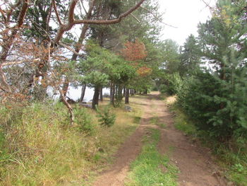 Narrow pathway along trees