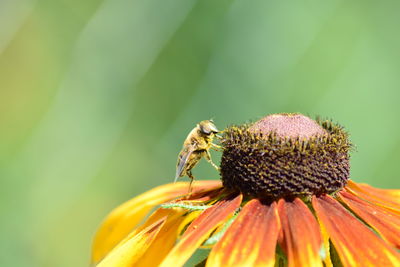 Close-up of bee on flower