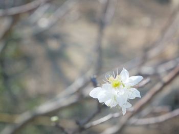 Close-up of white cherry blossom