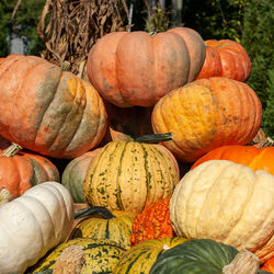 Full frame shot of pumpkins