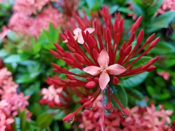 Close-up of red flowers blooming outdoors