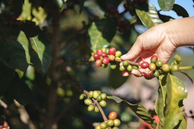 Midsection of red berries growing on tree