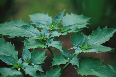 Close-up of fresh green leaves