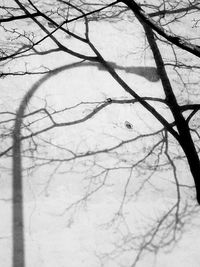 Bare trees against sky