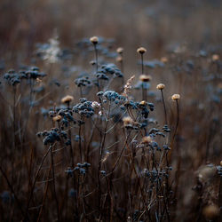 Close-up of purple flowering plants on field