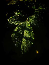 Close-up of fresh green leaf against black background