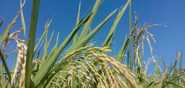 Close-up of crops growing on field against clear blue sky