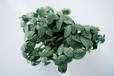 Close-up of fresh green leaves against white background