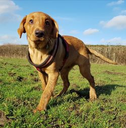 Portrait of dog on field against sky