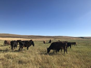 Horses on field against clear sky