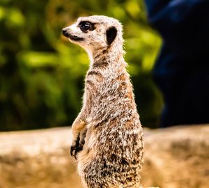 Close-up of lion looking away