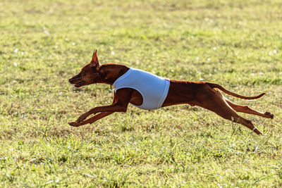 Pharaoh Hound