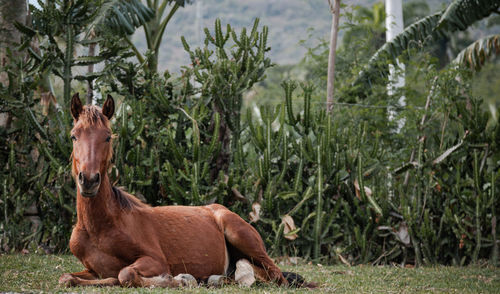 Horse laying down in a field