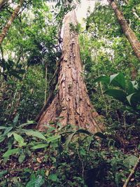 Trees in forest