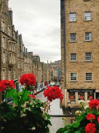 Red flowers blooming against built structure