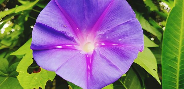 Close-up of purple flowering plant