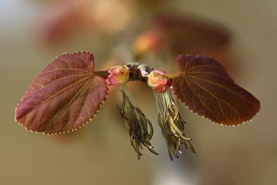 Close-up of leaves on plant