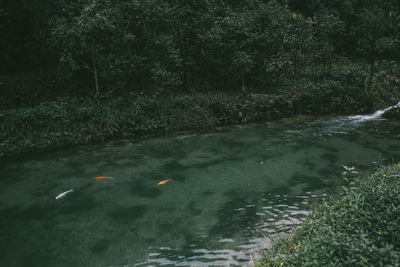 View of ducks swimming in lake