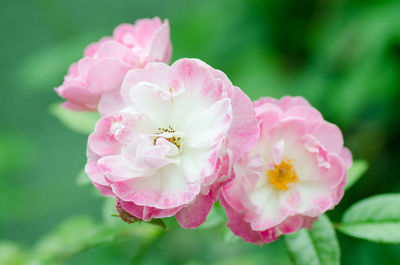 Close-up of pink flowers blooming outdoors