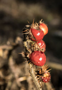 Close-up of strawberry