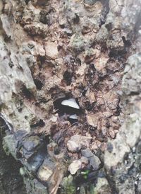 Close-up of tree trunk