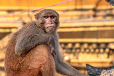 Monkey sitting outdoors looking away