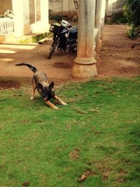 Side view of dog on grass